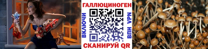 мега онион  Чадан  Галлюциногенные грибы Cubensis 